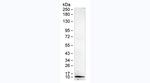 EGF Antibody in Western Blot (WB)