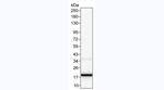 GM-CSF Antibody in Western Blot (WB)