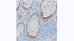 PIGR Antibody in Immunohistochemistry (Paraffin) (IHC (P))