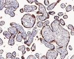 Phospho-eNOS (Ser1177) Antibody in Immunohistochemistry (Paraffin) (IHC (P))