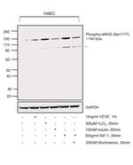 Phospho-eNOS (Ser1177) Antibody in Western Blot (WB)