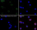 RAB3A Antibody in Immunocytochemistry (ICC/IF)