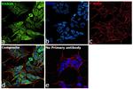 RAB3A Antibody in Immunocytochemistry (ICC/IF)