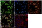 RAB3A Antibody in Immunocytochemistry (ICC/IF)