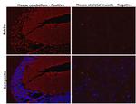 RAB3A Antibody