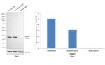 RAB3A Antibody in Western Blot (WB)