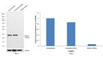 RAB3A Antibody in Western Blot (WB)