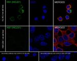 HCLS1 Antibody in Immunocytochemistry (ICC/IF)