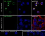 HCLS1 Antibody in Immunocytochemistry (ICC/IF)