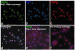 HCLS1 Antibody