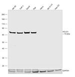 HCLS1 Antibody in Western Blot (WB)