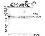 KEAP1 Antibody in Western Blot (WB)