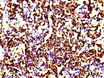 Histone H4 Antibody in Immunohistochemistry (Paraffin) (IHC (P))