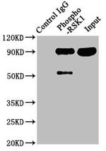 Phospho-RSK1 (Ser380) Antibody in Immunoprecipitation (IP)