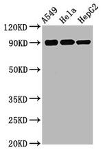 Phospho-RSK1 (Ser380) Antibody in Western Blot (WB)