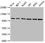 Cdc5L Antibody in Western Blot (WB)