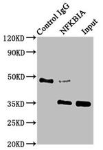 IkB alpha Antibody in Immunoprecipitation (IP)