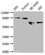 FOXO3A Antibody in Western Blot (WB)