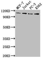 LSD1 Antibody in Western Blot (WB)