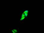 c-Met Antibody in Immunocytochemistry (ICC/IF)