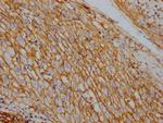 ATP1A1 Antibody in Immunohistochemistry (Paraffin) (IHC (P))