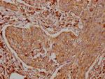 TRAF2 Antibody in Immunohistochemistry (Paraffin) (IHC (P))