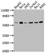 TRAF2 Antibody in Western Blot (WB)