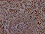 Neutrophil elastase Antibody in Immunohistochemistry (Paraffin) (IHC (P))