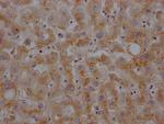 Haptoglobin Antibody in Immunohistochemistry (Paraffin) (IHC (P))