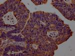 CXCL10 Antibody in Immunohistochemistry (Paraffin) (IHC (P))