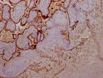 Growth Hormone Antibody in Immunohistochemistry (Paraffin) (IHC (P))