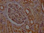 PTGER2 Antibody in Immunohistochemistry (Paraffin) (IHC (P))