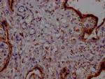 PTGER2 Antibody in Immunohistochemistry (Paraffin) (IHC (P))