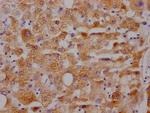 CYP3A4 Antibody in Immunohistochemistry (Paraffin) (IHC (P))