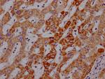 Angiopoietin 2 Antibody in Immunohistochemistry (Paraffin) (IHC (P))