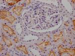 ACE Antibody in Immunohistochemistry (Paraffin) (IHC (P))