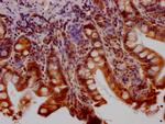 Huntingtin Antibody in Immunohistochemistry (Paraffin) (IHC (P))