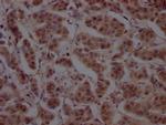 Cullin 3 Antibody in Immunohistochemistry (Paraffin) (IHC (P))