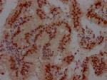 Cullin 3 Antibody in Immunohistochemistry (Paraffin) (IHC (P))