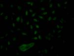 NUP153 Antibody in Immunocytochemistry (ICC/IF)