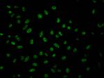 GMNN Antibody in Immunocytochemistry (ICC/IF)