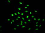 NONO Antibody in Immunocytochemistry (ICC/IF)