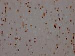 NONO Antibody in Immunohistochemistry (Paraffin) (IHC (P))