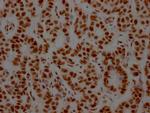 NONO Antibody in Immunohistochemistry (Paraffin) (IHC (P))