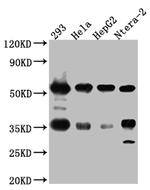 NONO Antibody in Western Blot (WB)