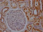 Aconitase 2 Antibody in Immunohistochemistry (Paraffin) (IHC (P))