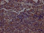 Aconitase 2 Antibody in Immunohistochemistry (Paraffin) (IHC (P))