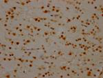 HnRNP Q Antibody in Immunohistochemistry (Paraffin) (IHC (P))