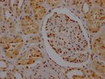 HnRNP Q Antibody in Immunohistochemistry (Paraffin) (IHC (P))