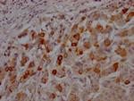 GSK3B Antibody in Immunohistochemistry (Paraffin) (IHC (P))